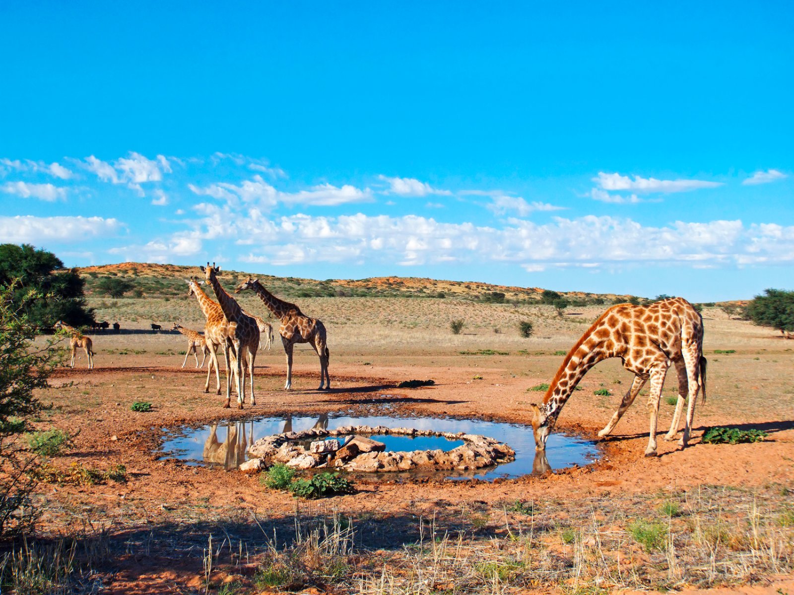 Classic Botswana - Kalahari Desert