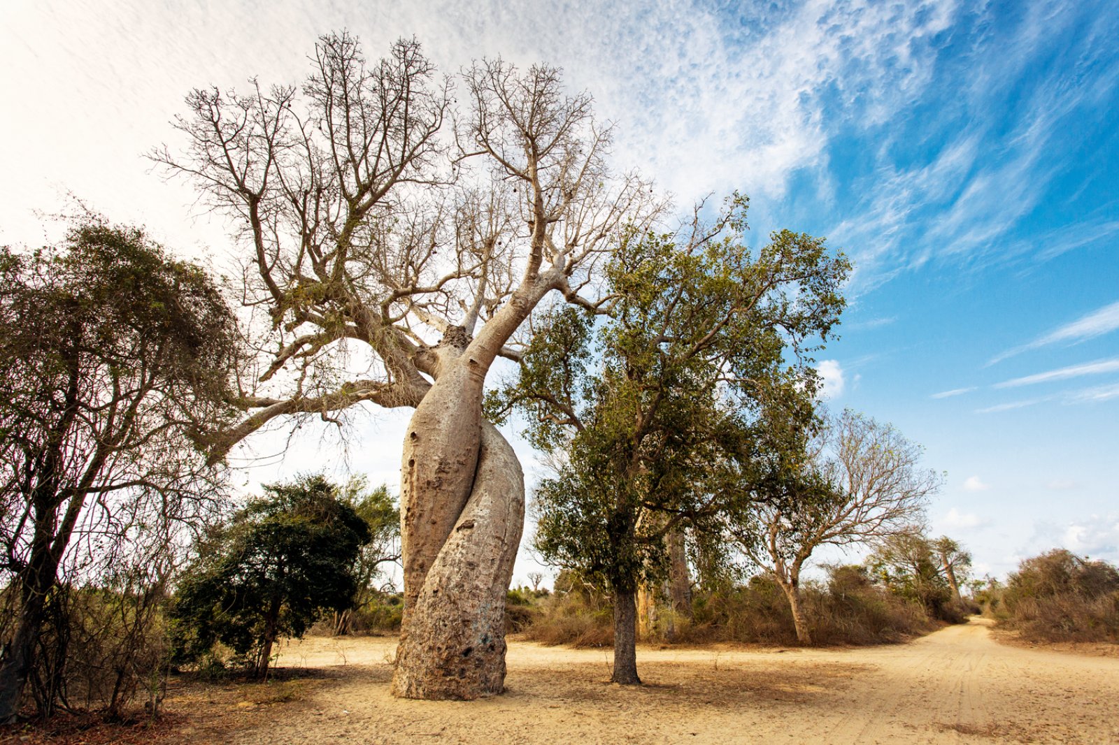Sulla Via Dei Baobab 