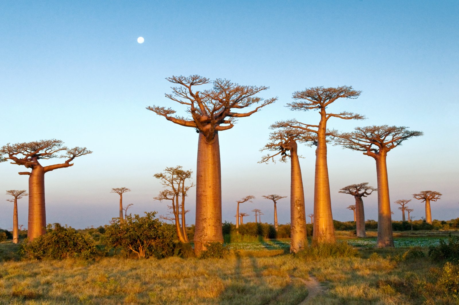 Morondava - Morondava, Baobab
