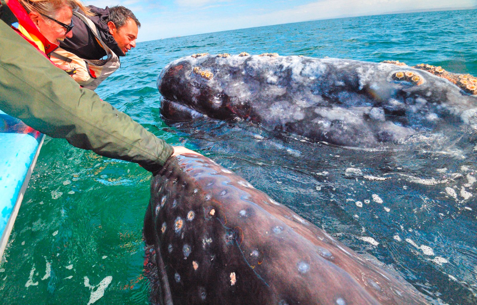 Il Canto Delle Balene - Baja California