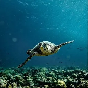 BRENNIA KOTTEFARU – Maldive