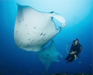 BRENNIA KOTTEFARU – Maldive