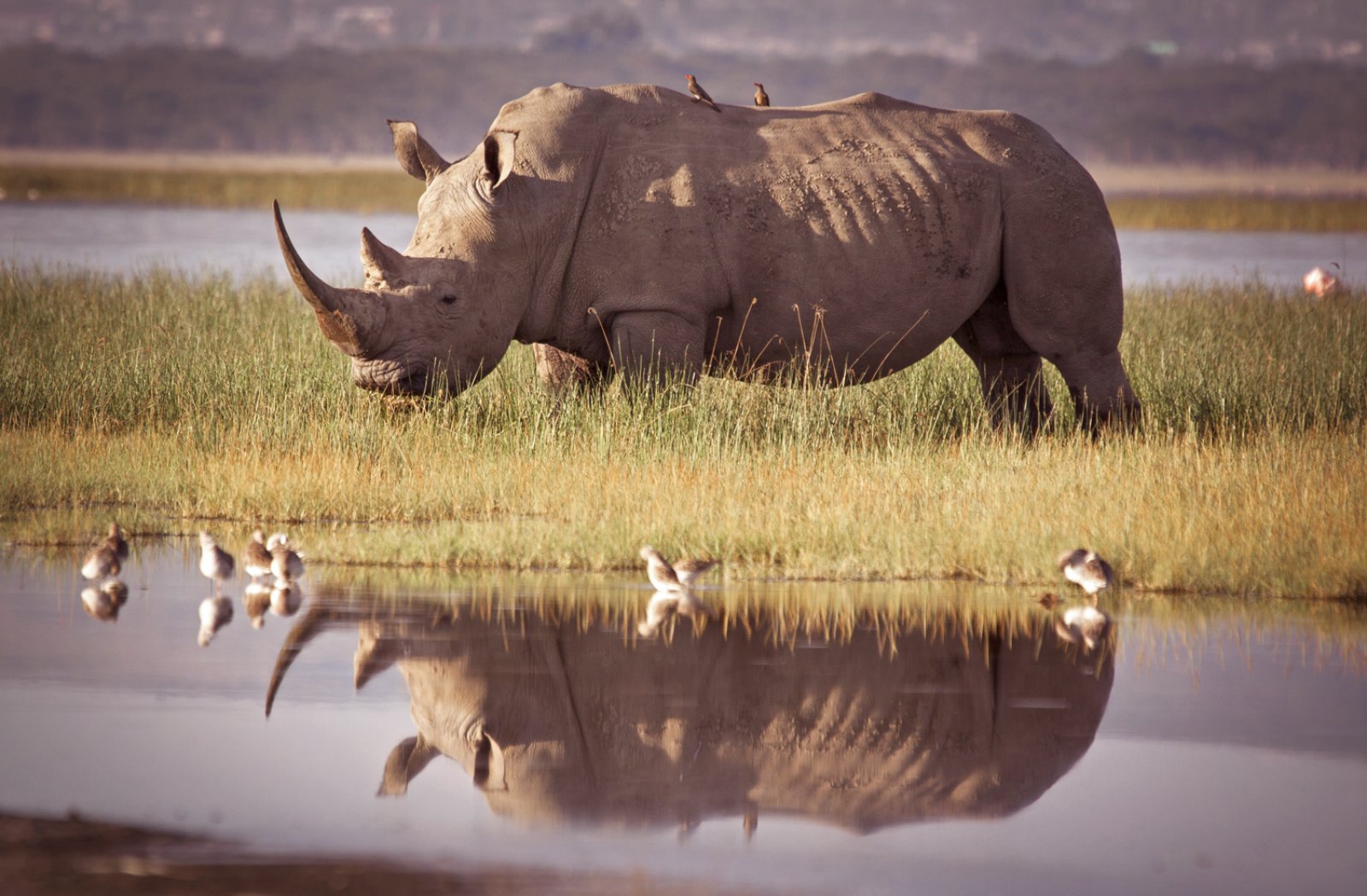 Safari Samburu 