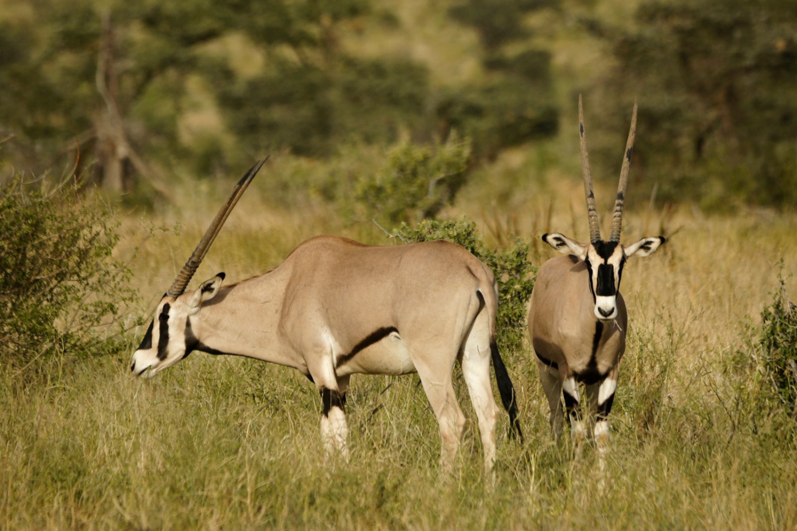 Safari Samburu 