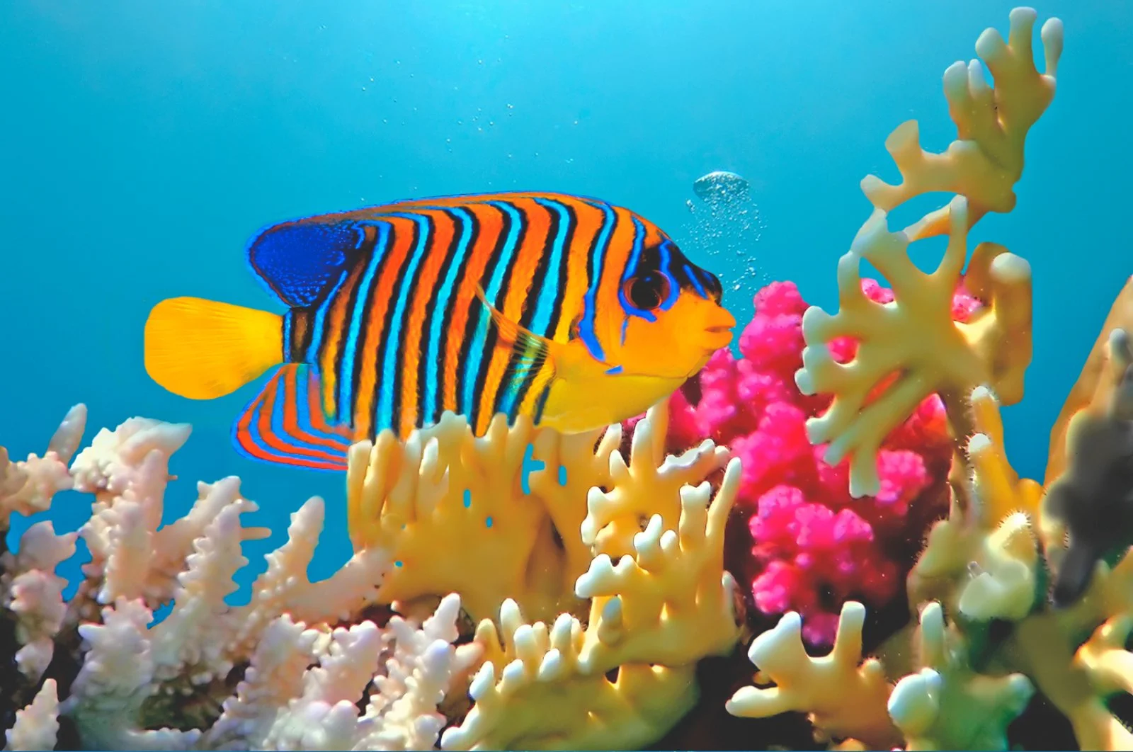 Doha E Maldive 