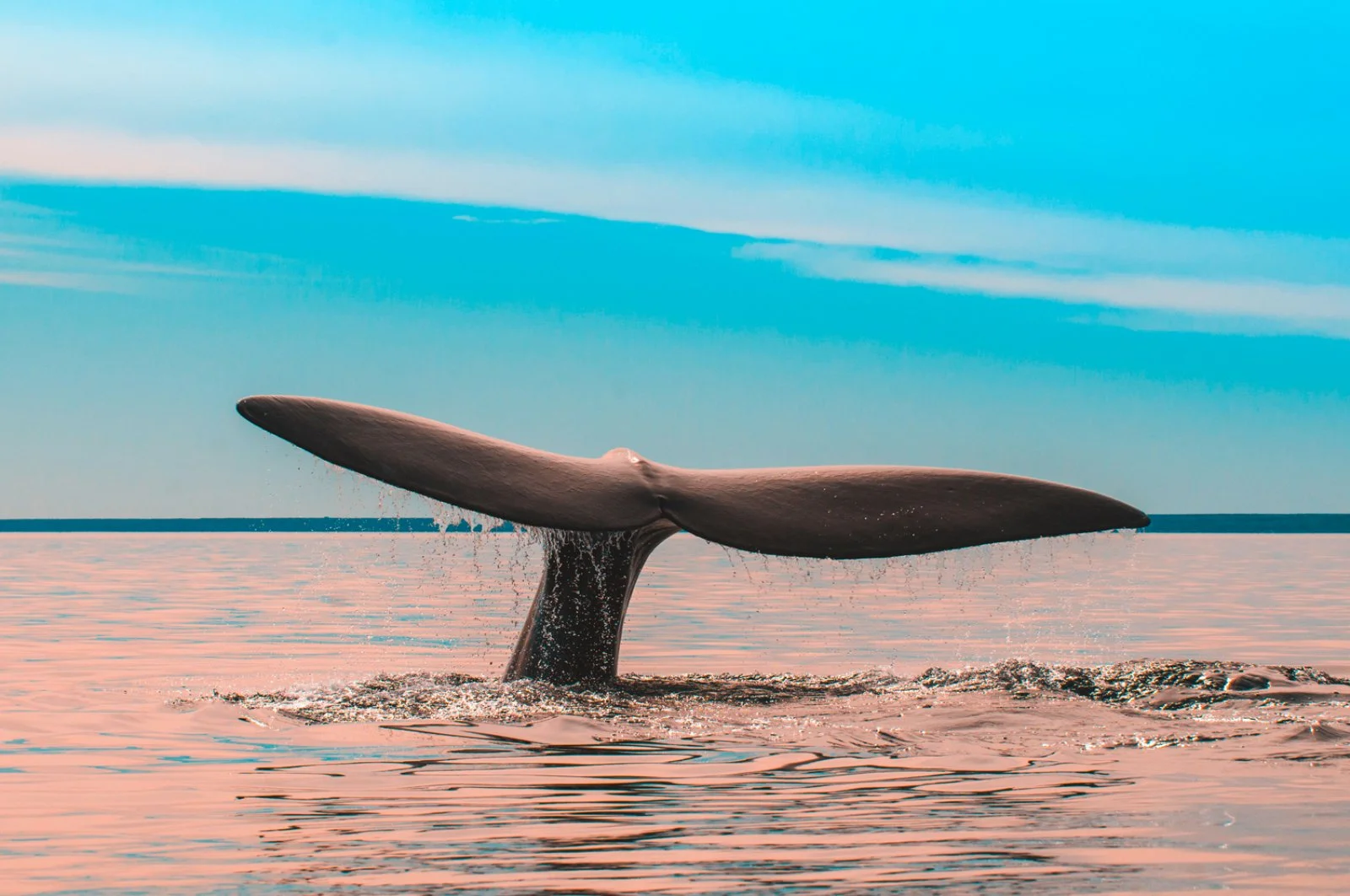 Argentina, Penisola Valdes