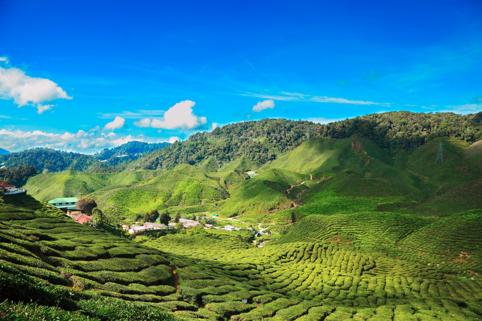 Essenza Malese - Malaysia, Cameron Highlands