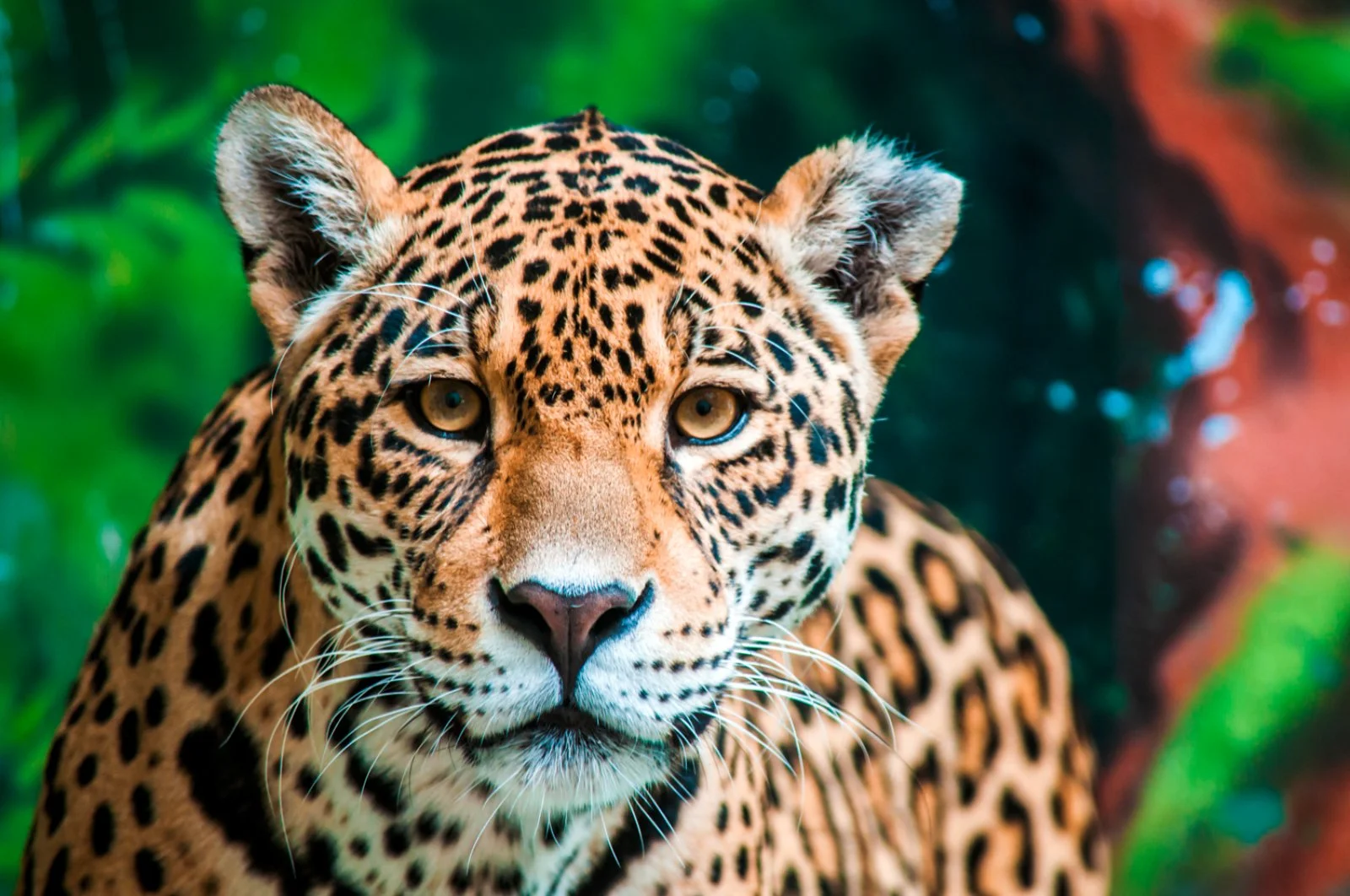 Riserva Privata di Pumba - immagine 2 di 2