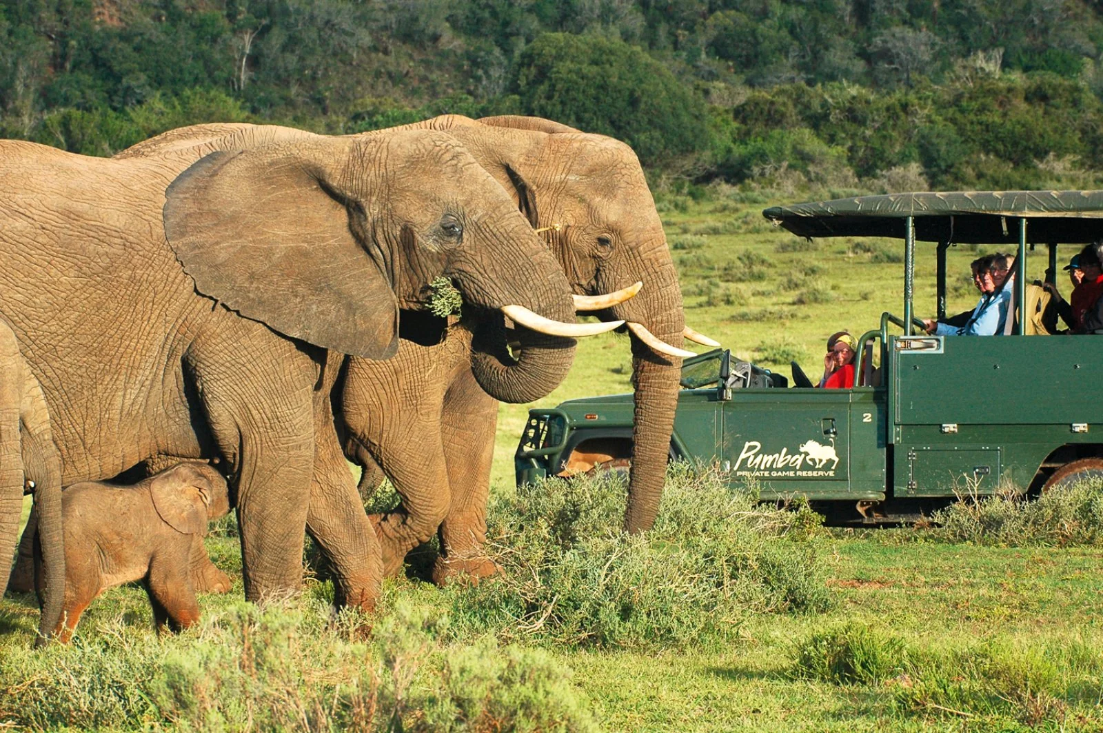 Riserva Privata di Pumba - Port Elizabeth