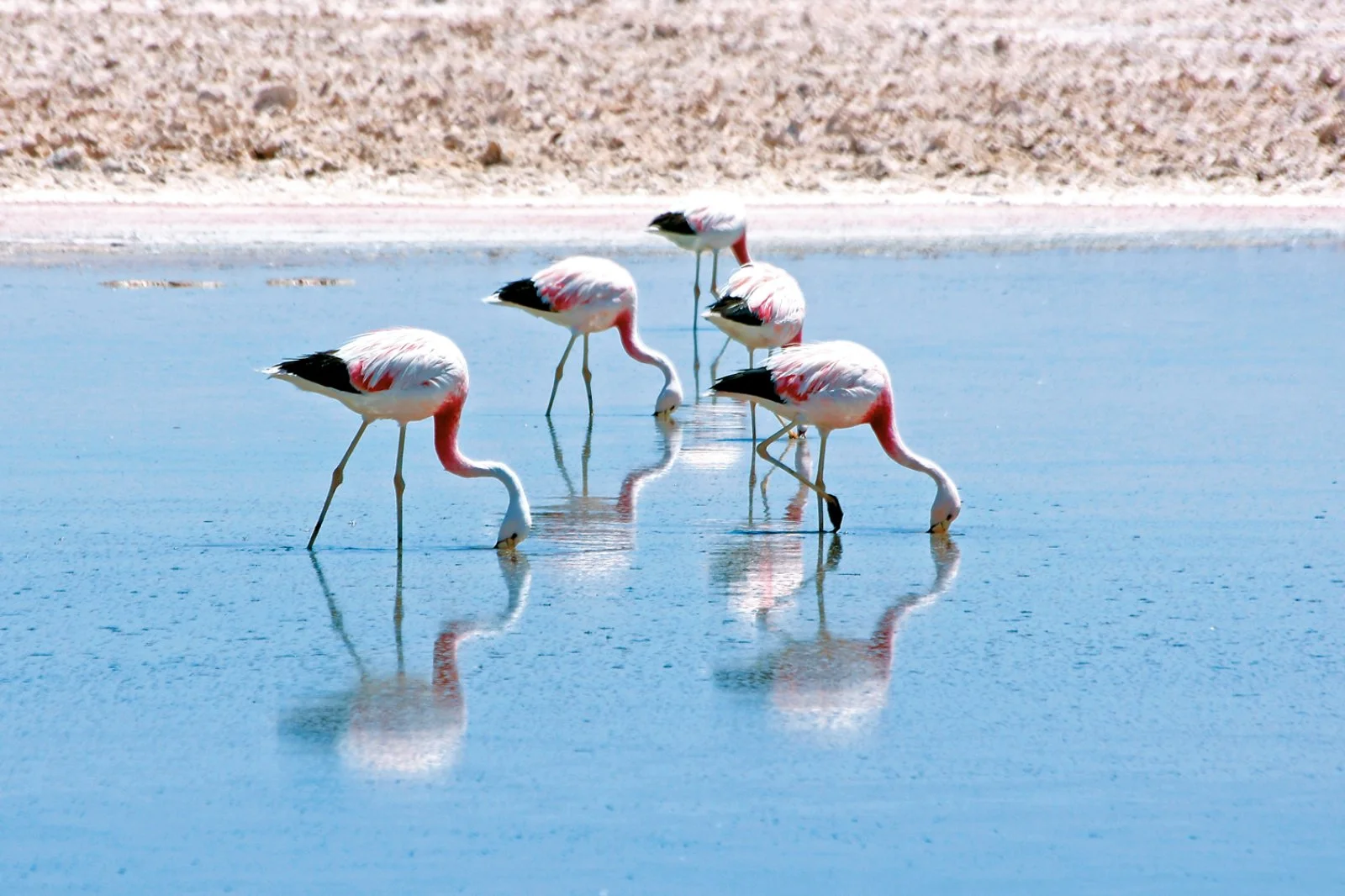 Atacama 