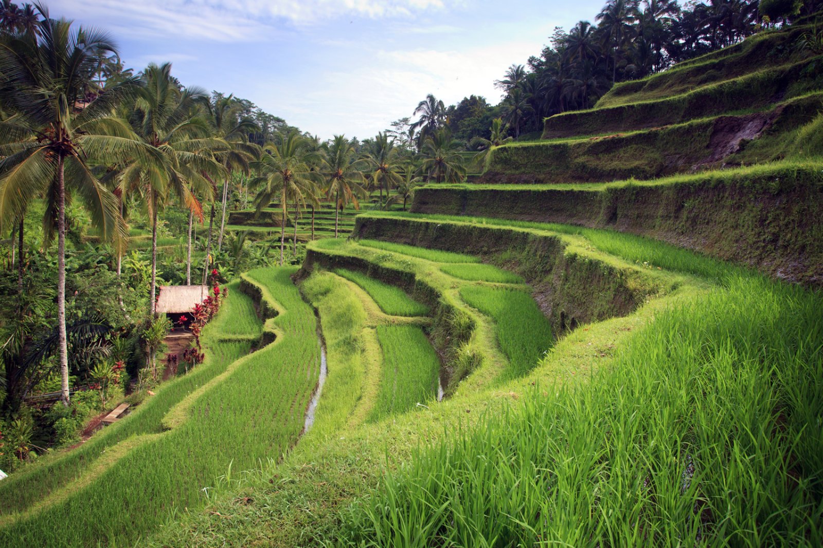 Discovery Bali Private - Ubud, Coltivazione Di Riso