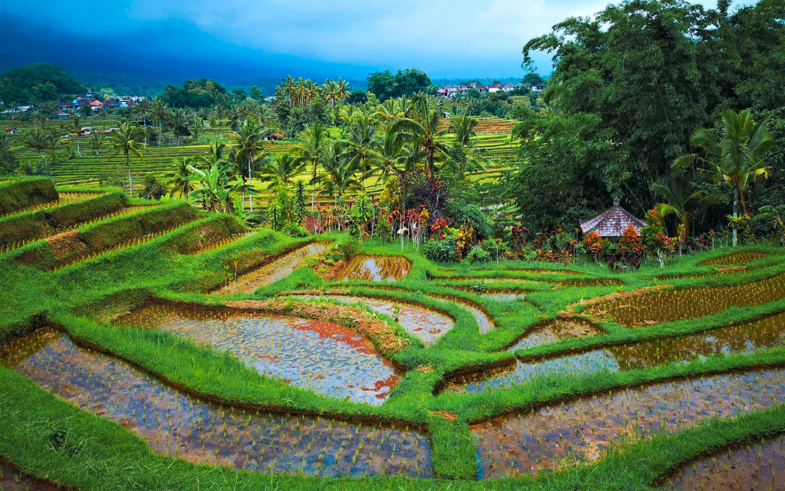 Discovery Bali Private - Ubud, Risaie Di Tegalalang