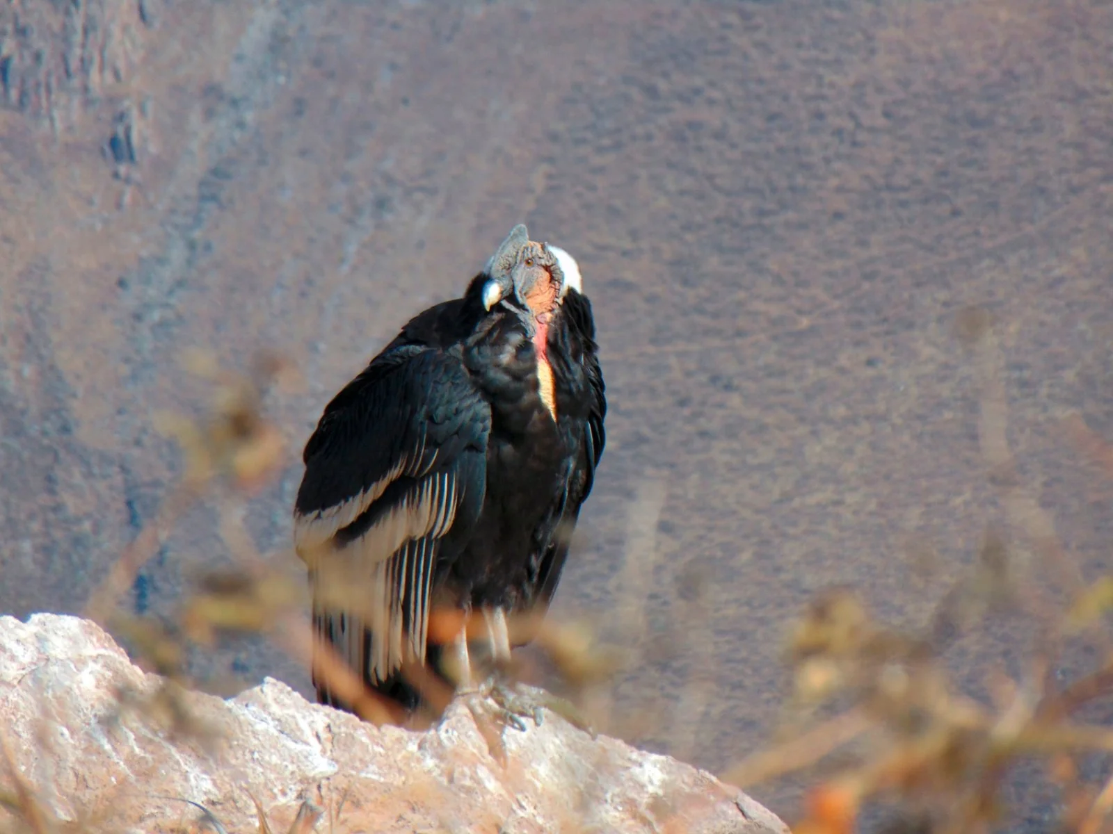 Canyon Del Colca 