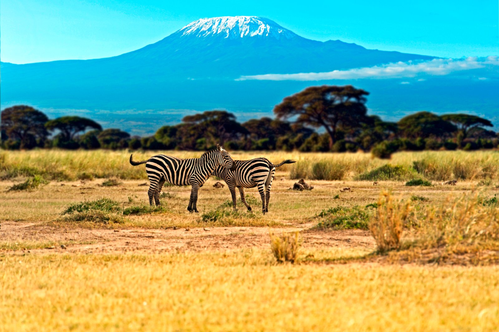 Tsavo Ovest E Taita Hills 