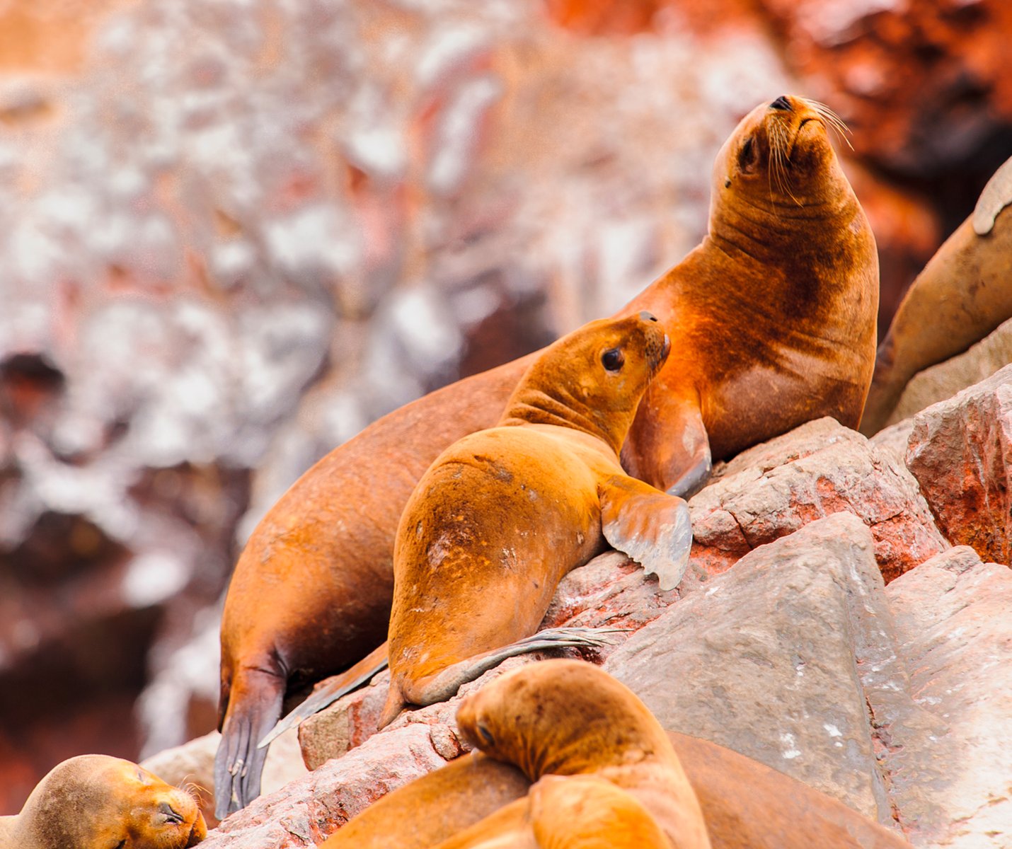 Riserva Di Paracas - Perù, Isole Ballestas Nel Parco Nazionale Paracas