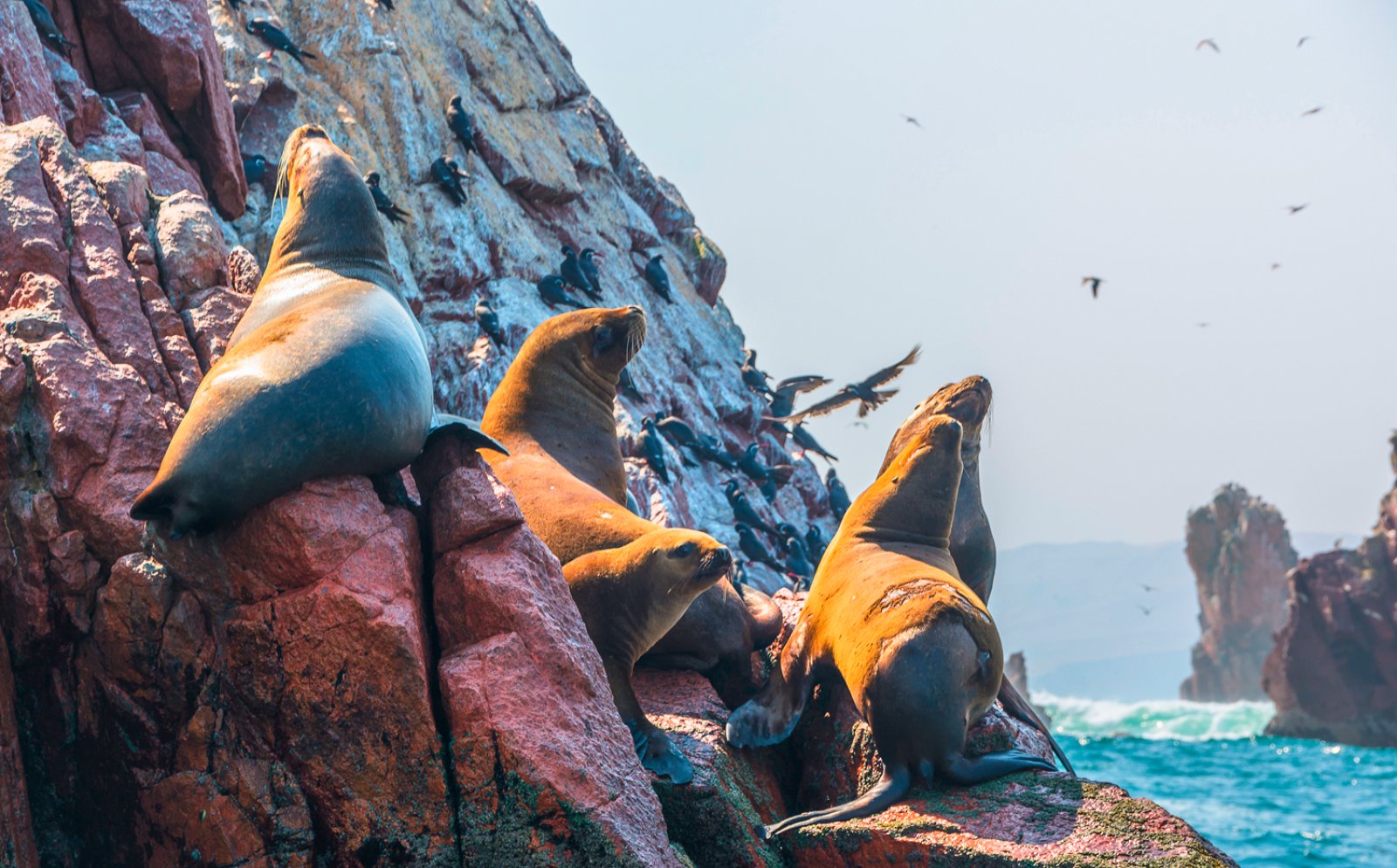 Riserva Di Paracas - Perù, Isole Ballestas Nel Paracas National Park