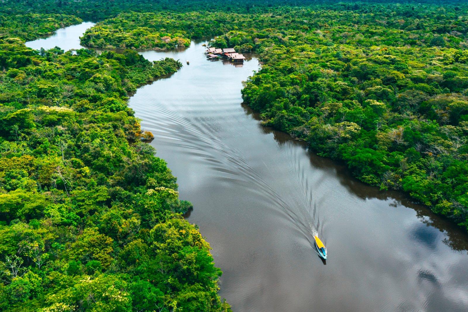 Amazzonia Intensa 