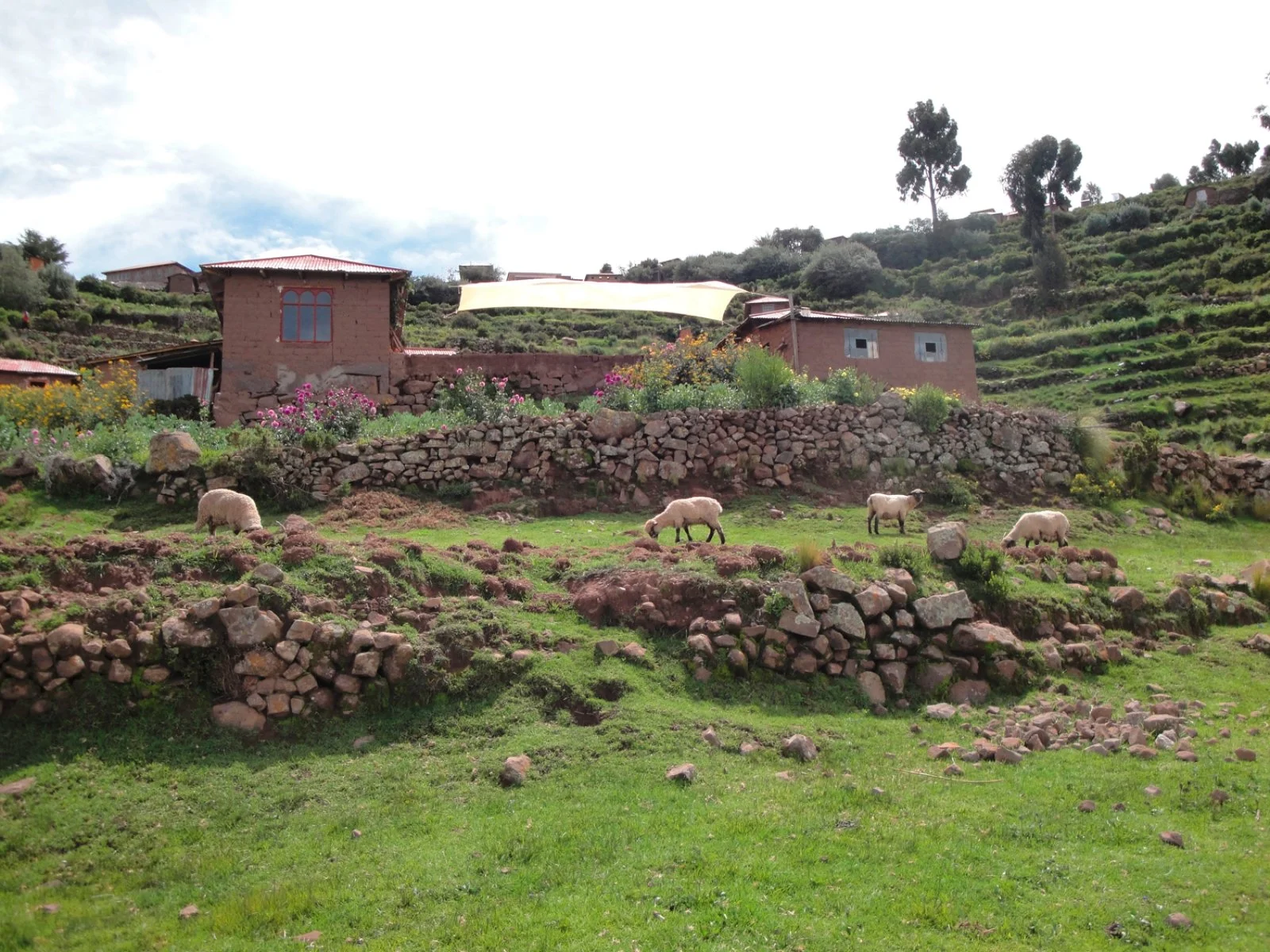 Puno