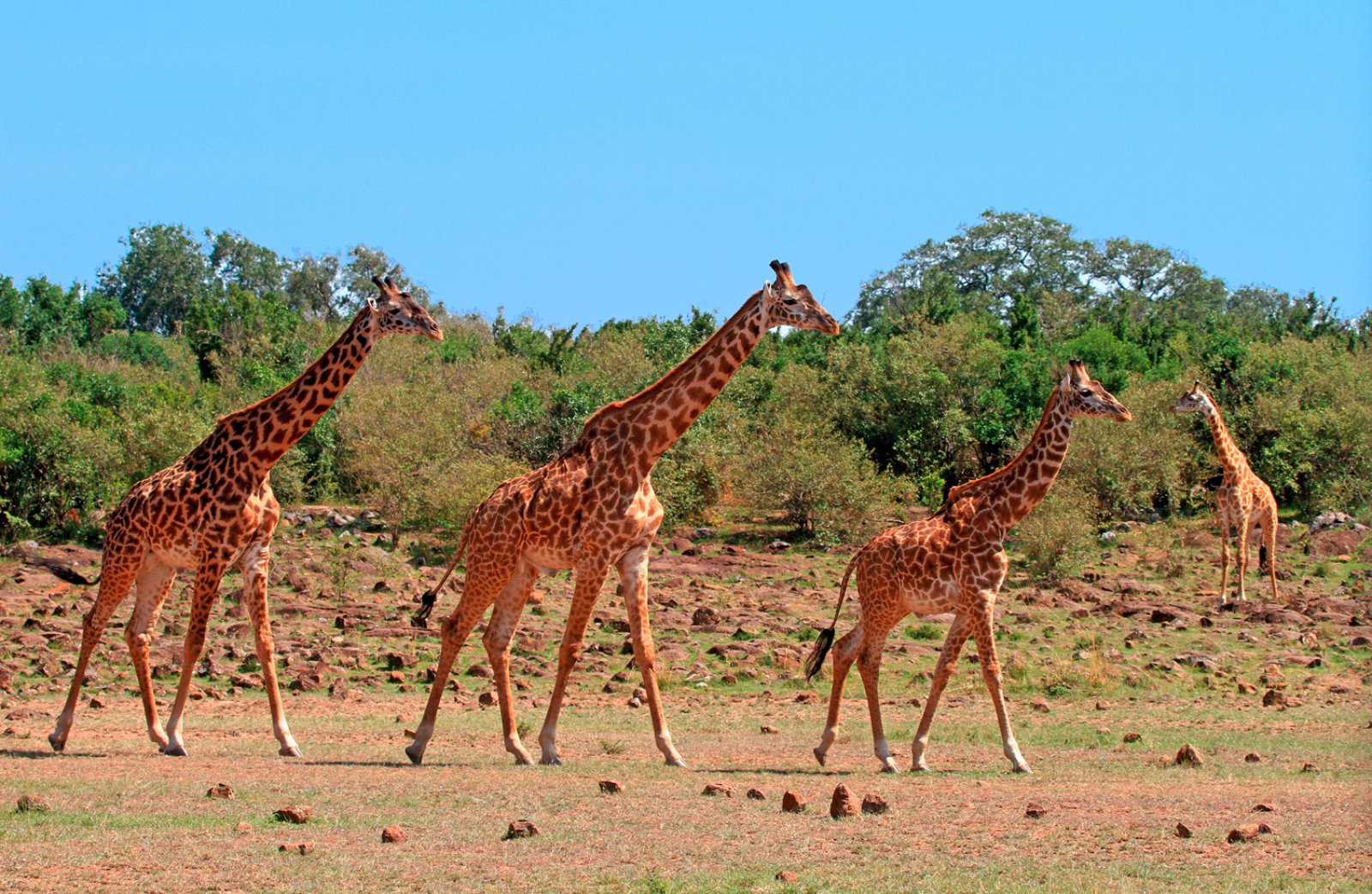 Splendido Zambia 