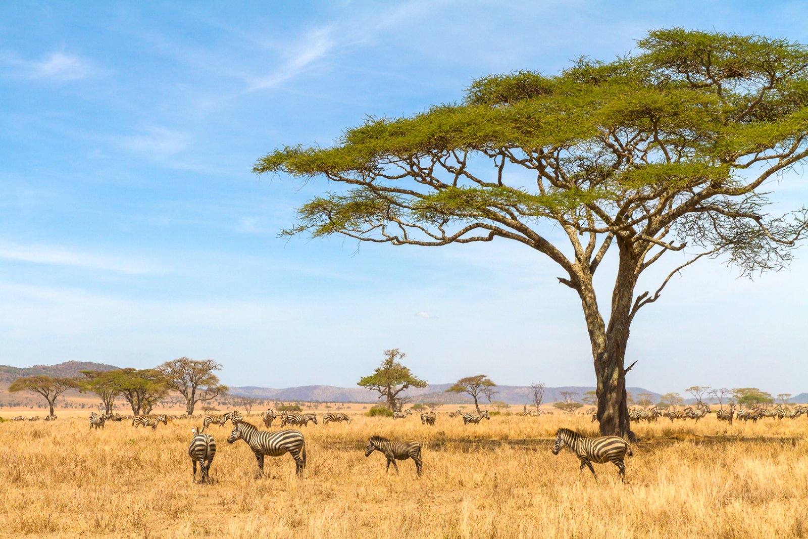 Safari Simba E Pumba 