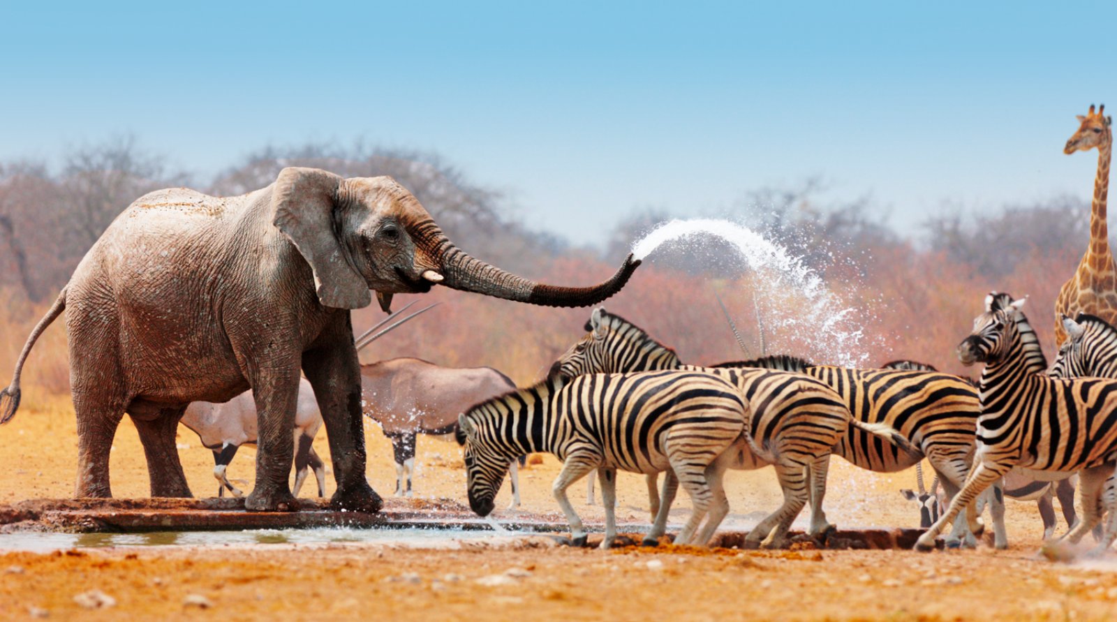 Safari Simba E Pumba - Namibia, Parco Nazionale Etosha