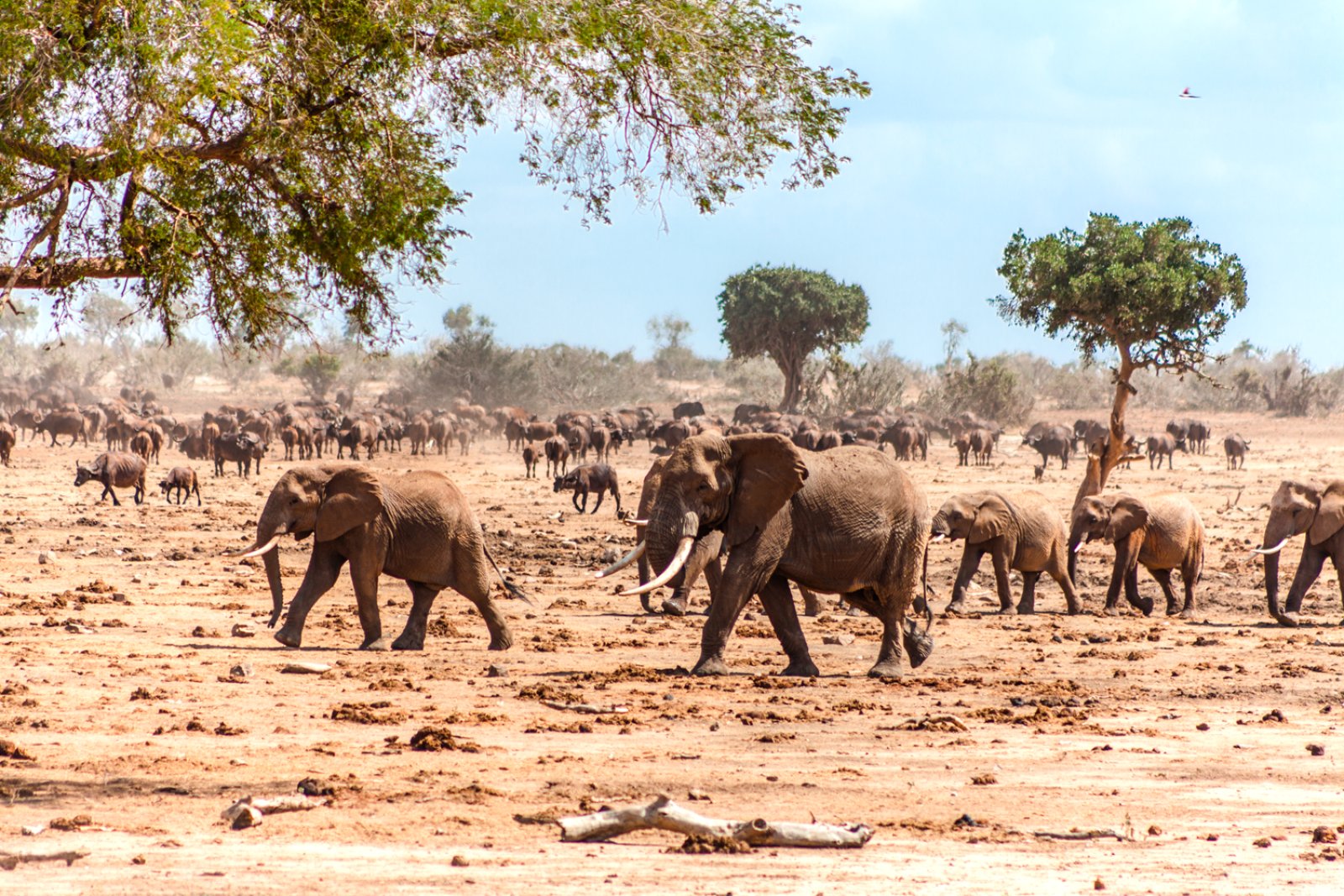 Safari Hakuna Matata - Tsavo National Park