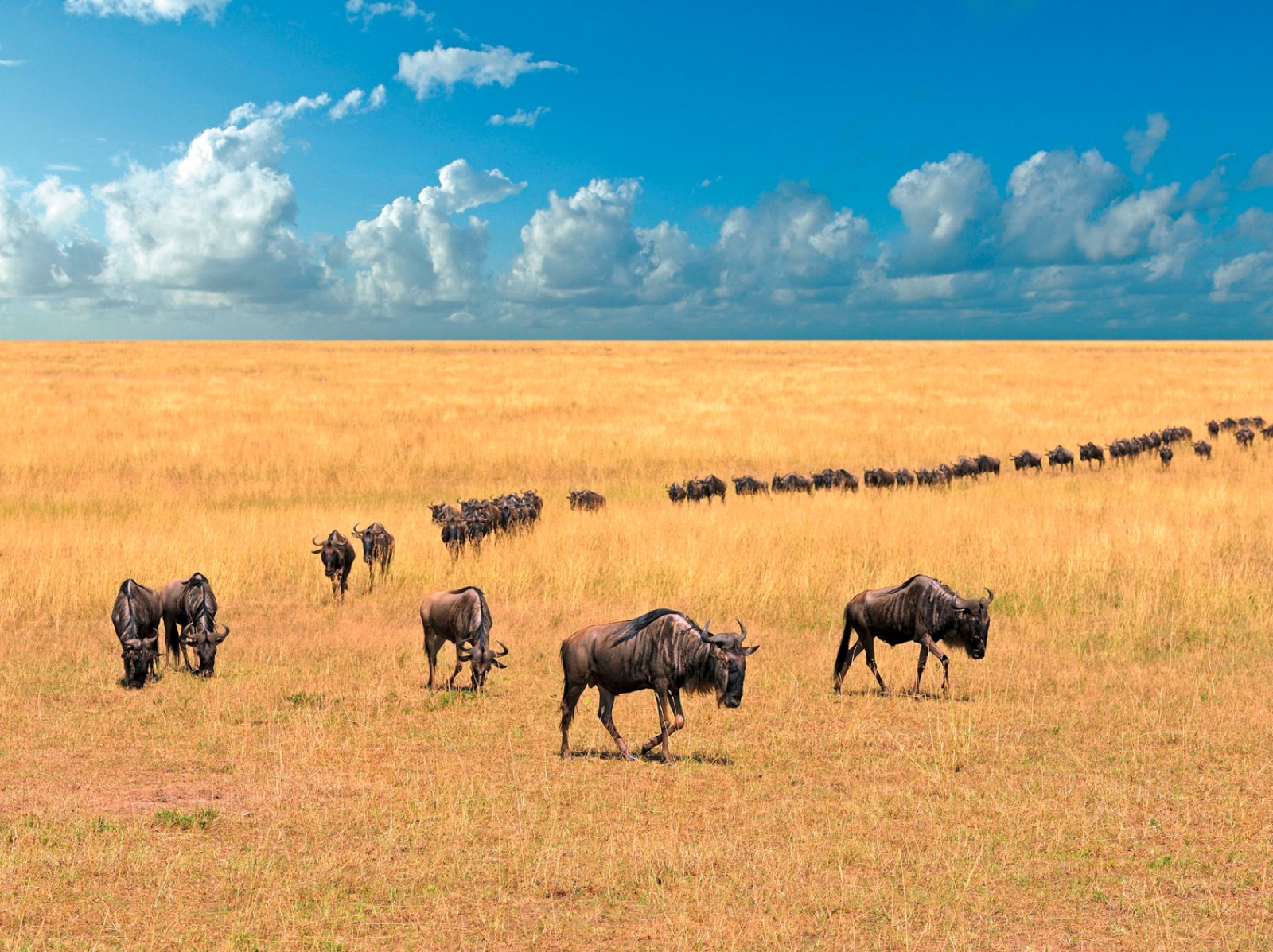 Safari Hakuna Matata - Wildbeest, National Park, Kenya