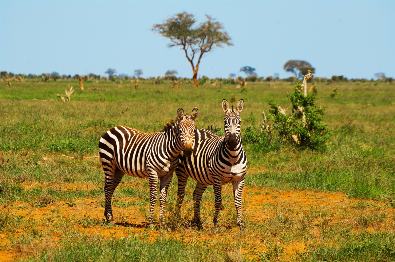 Safari Hakuna Matata 