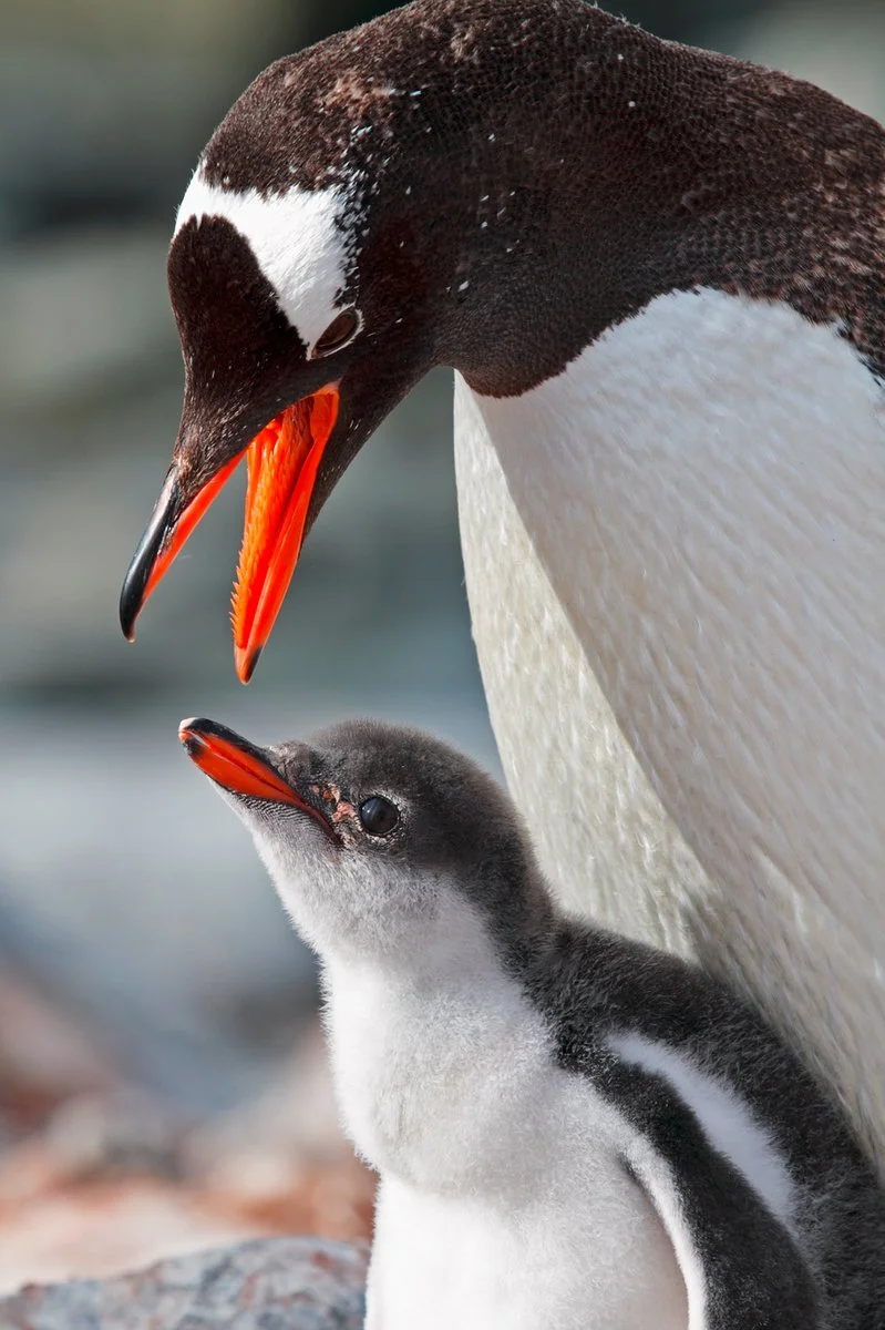 Puerto Madryn - Trelew - Ushuaia