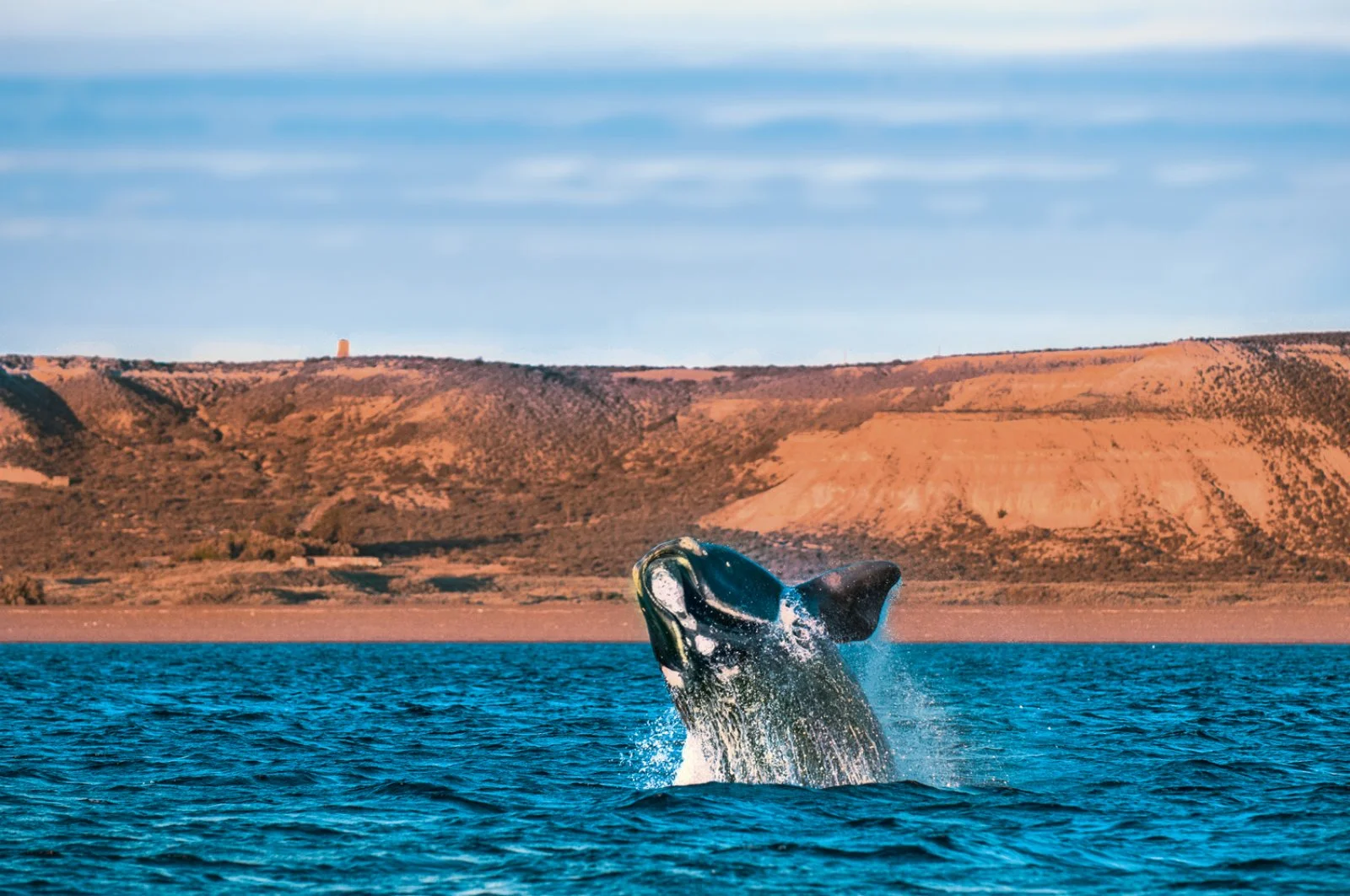 Puerto Madryn - Penisola Valdes - Puerto Madryn