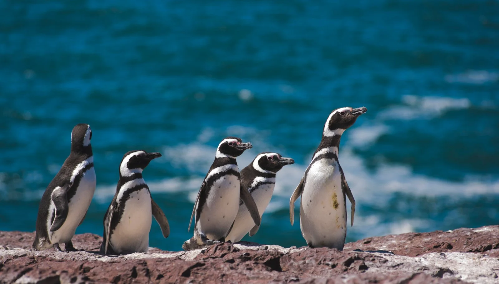Puerto Madryn - Penisola Valdes - Puerto Madryn