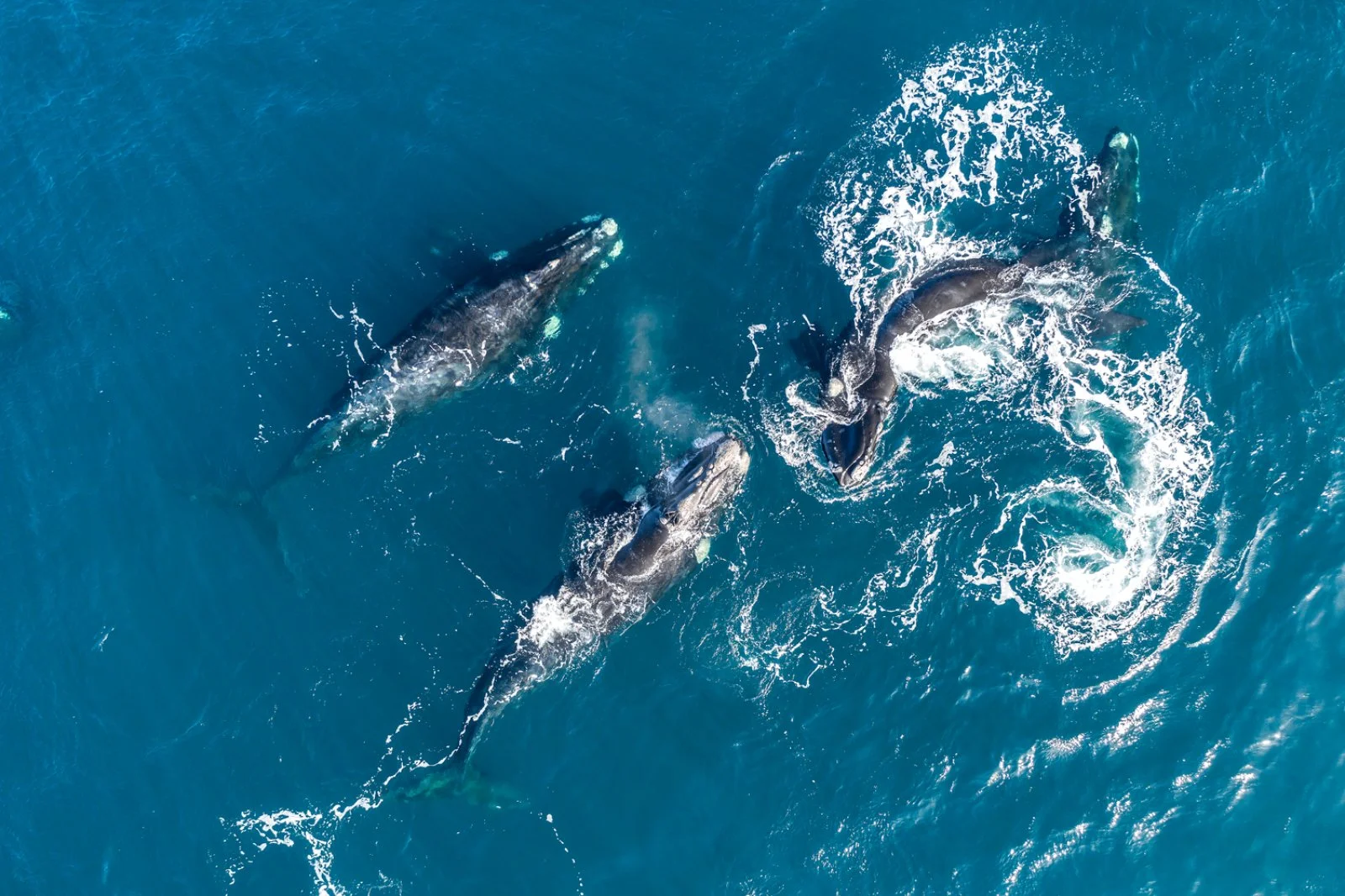 Buenos Aires - Trelew - Puerto Madryn