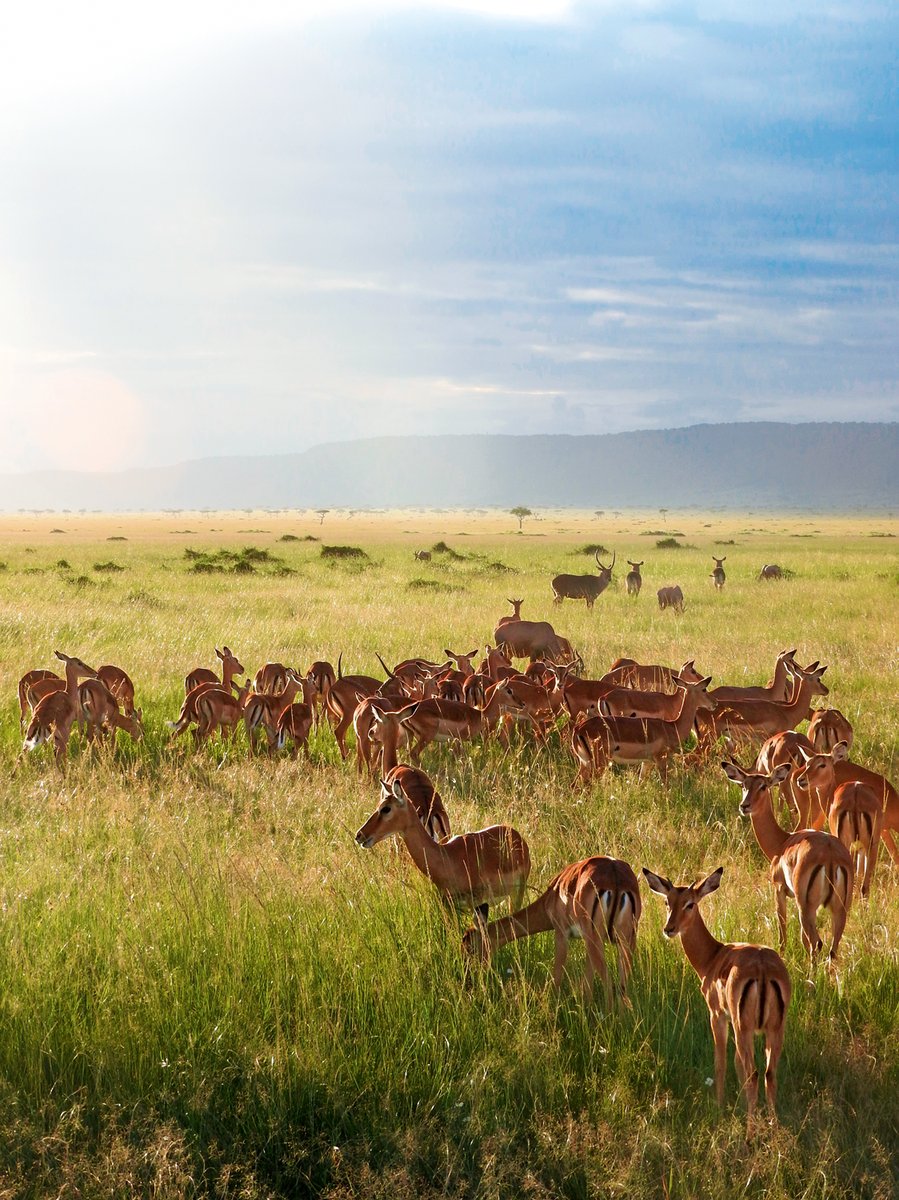 Masai Mara - Sand River Camp 