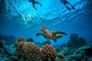 Tartaruga