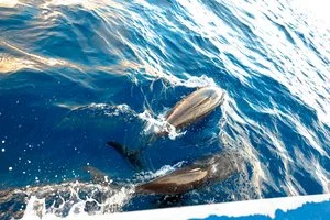 Delfini