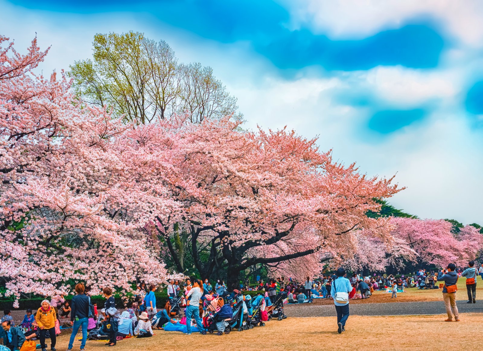 Giappone E Isole Fiji - Gyoen Park Shinjuku, Tokyo