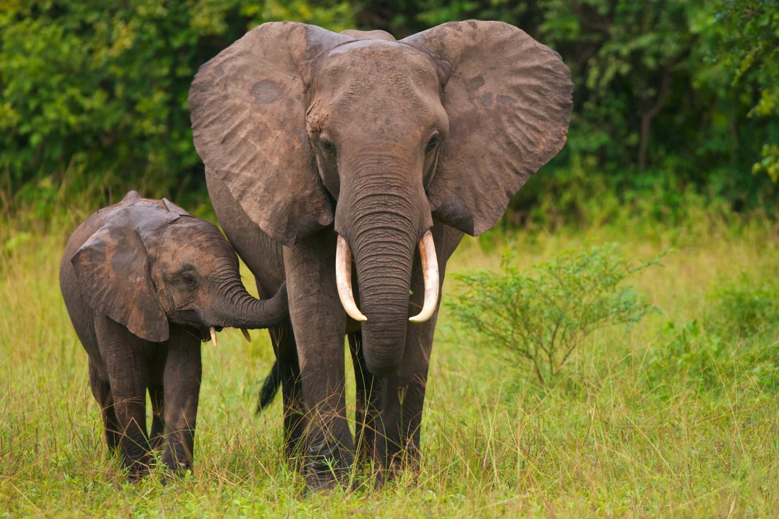 Mpumalanga - ”Elephant Whispers” - Johannesburg
