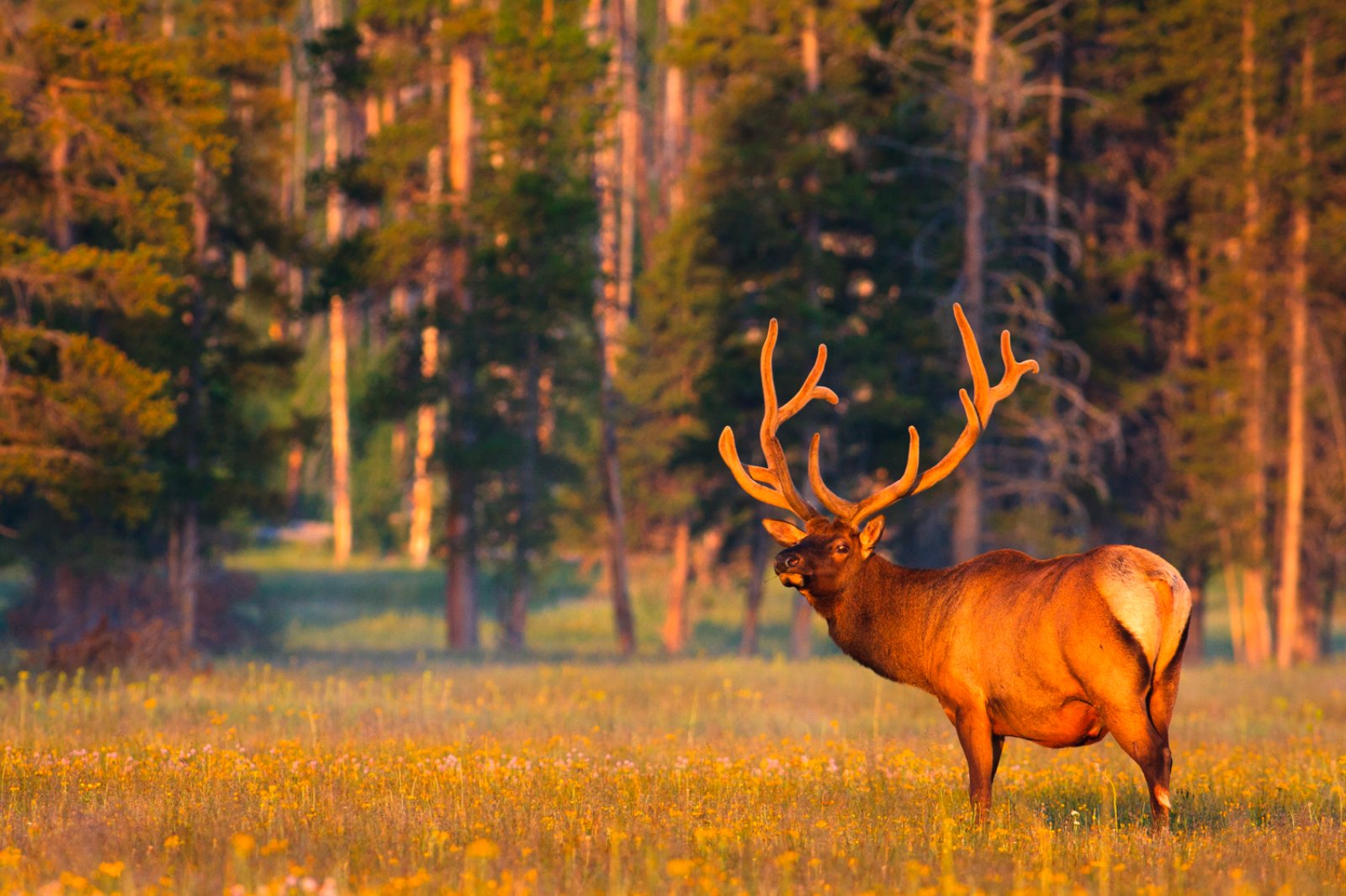 Indiani E Cowboys - Yellowstone National Park