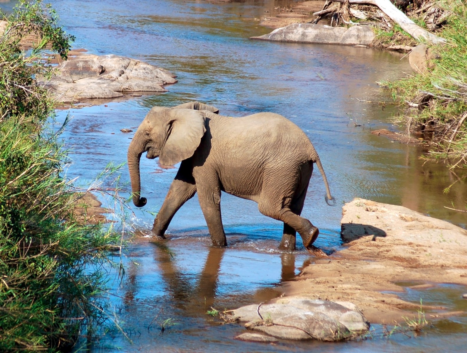 Voyager Romance&Seychelles - Kruger National Park, Elefante