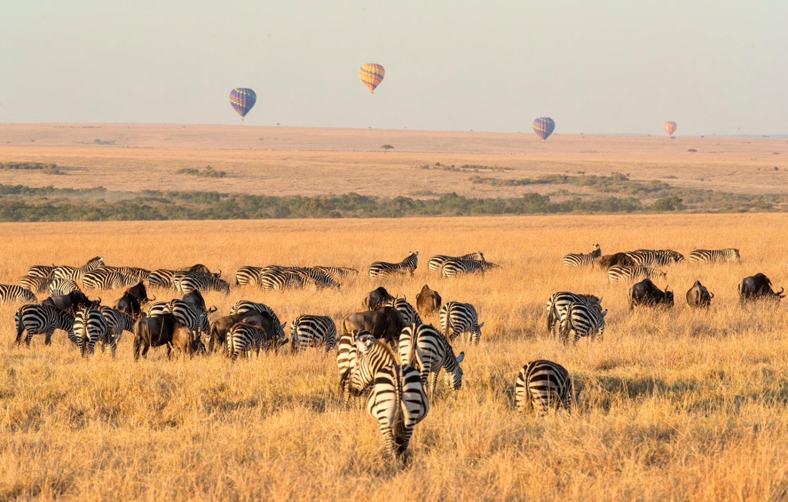 Safari La Grande Avventura Masai Mara 