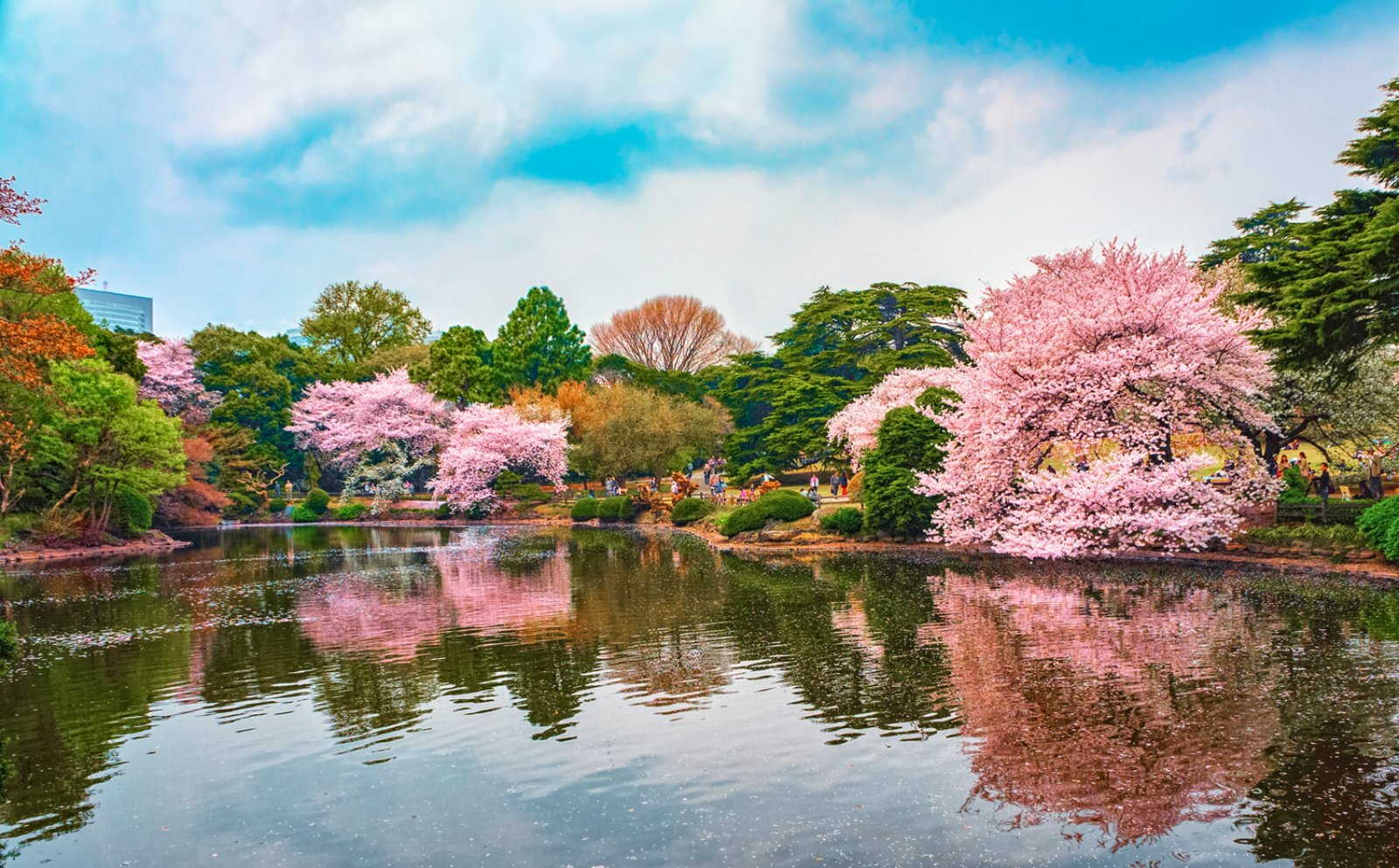 Free Japan - Gyoen Park Shinjuku, Tokyo