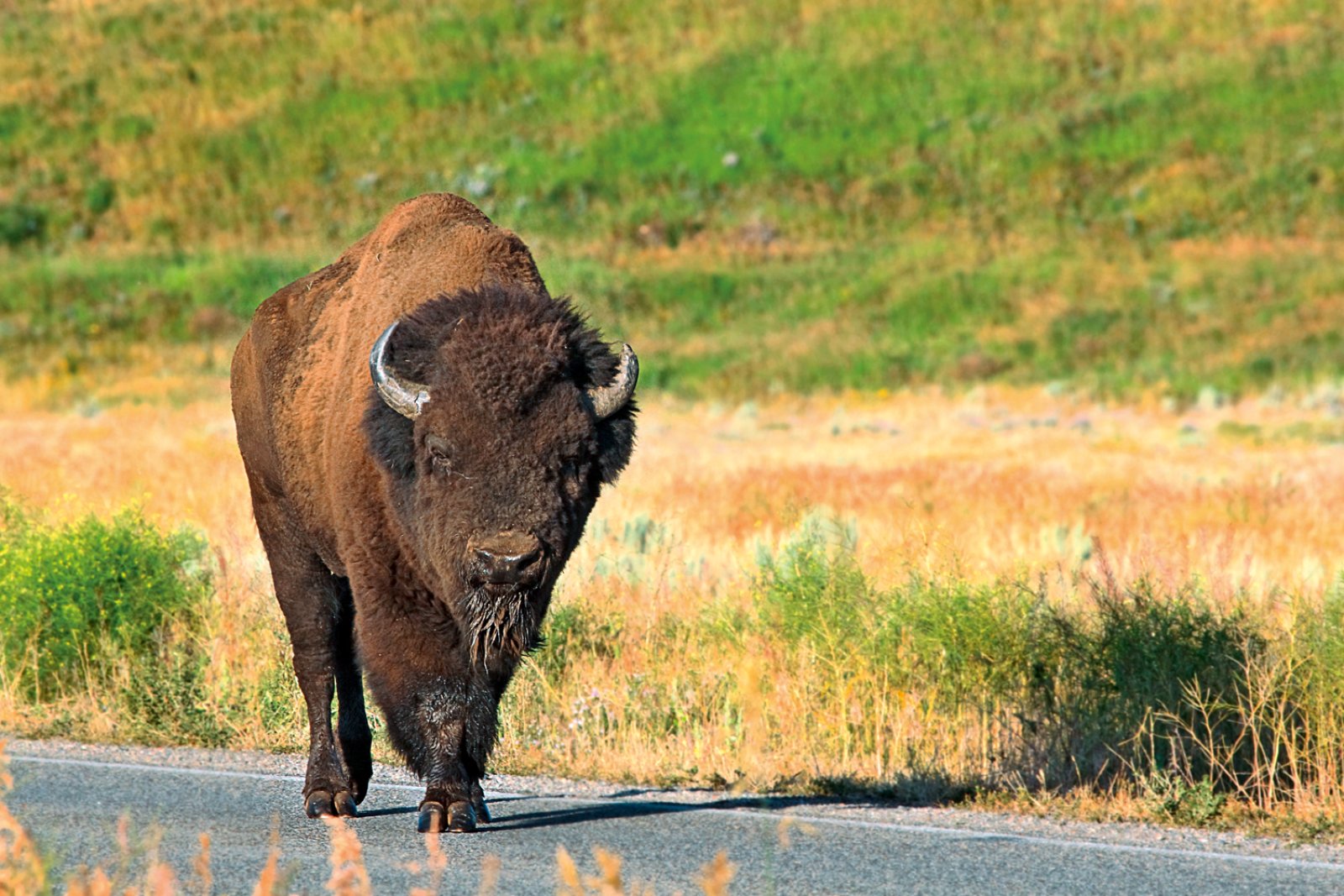 Avventure Di Frontiera - Yellowstone National Park