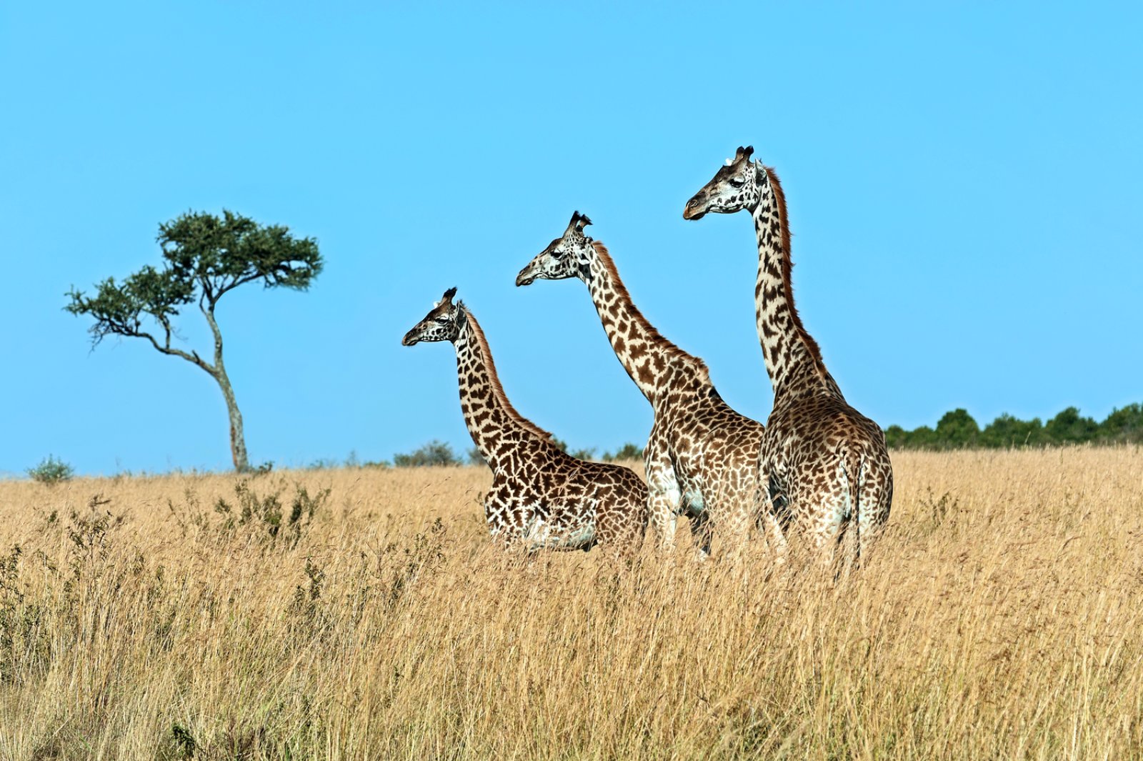 Tsavo In Style - Finch Hatton'S Camp 