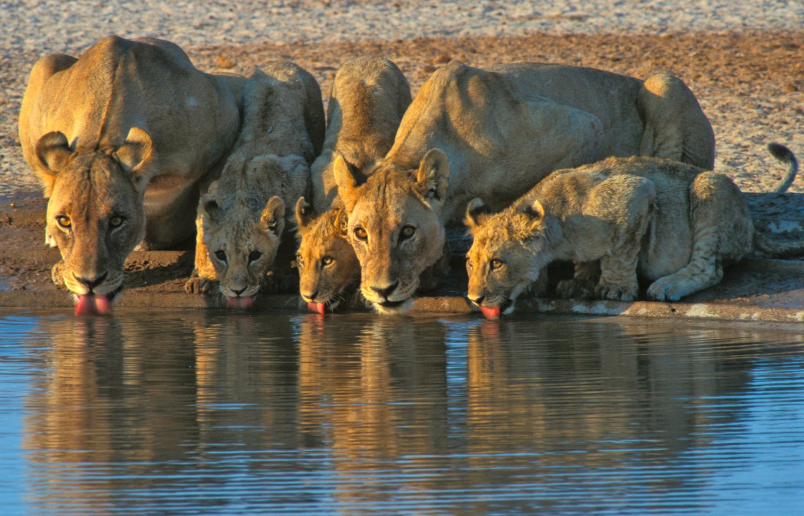 Voyager Ondili - Etosha National Park