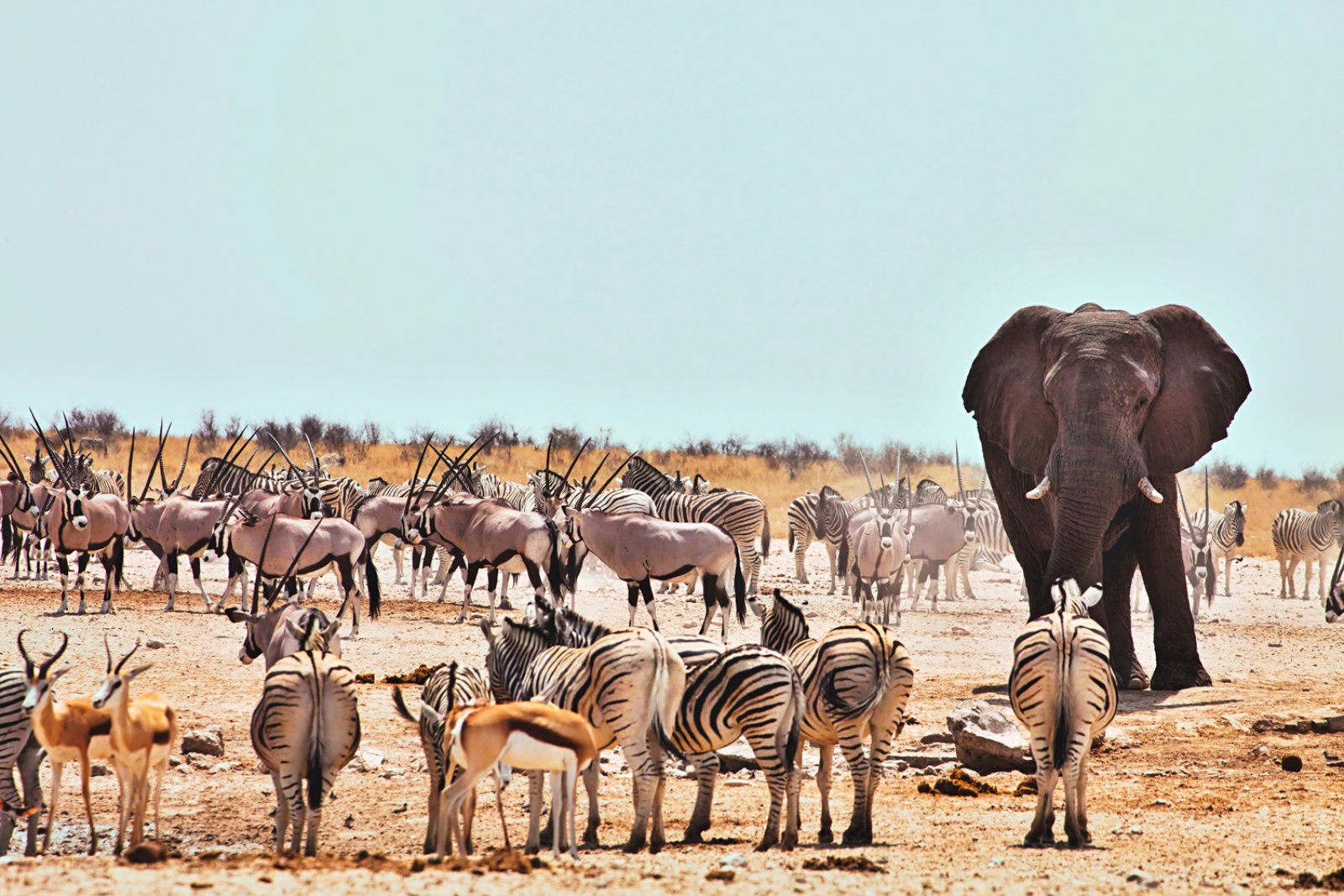 Voyager Ondili - Namibia, Parco Nazionale D'Etosha
