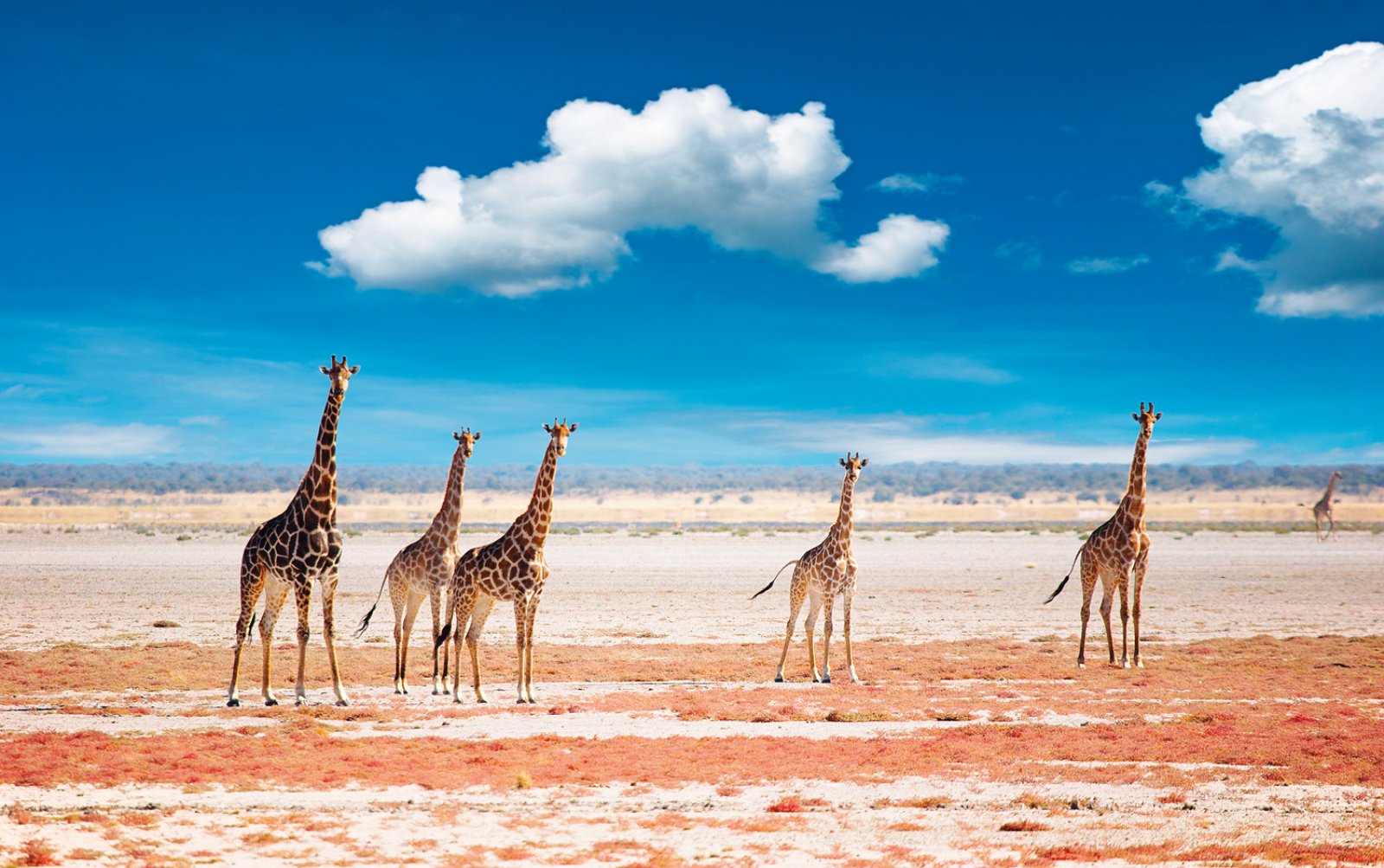 Voyager Ondili - Etosha National Park