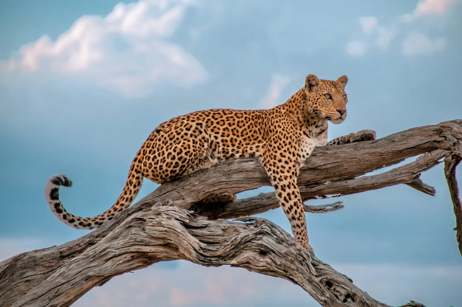 Natura Selvaggia - Botswana