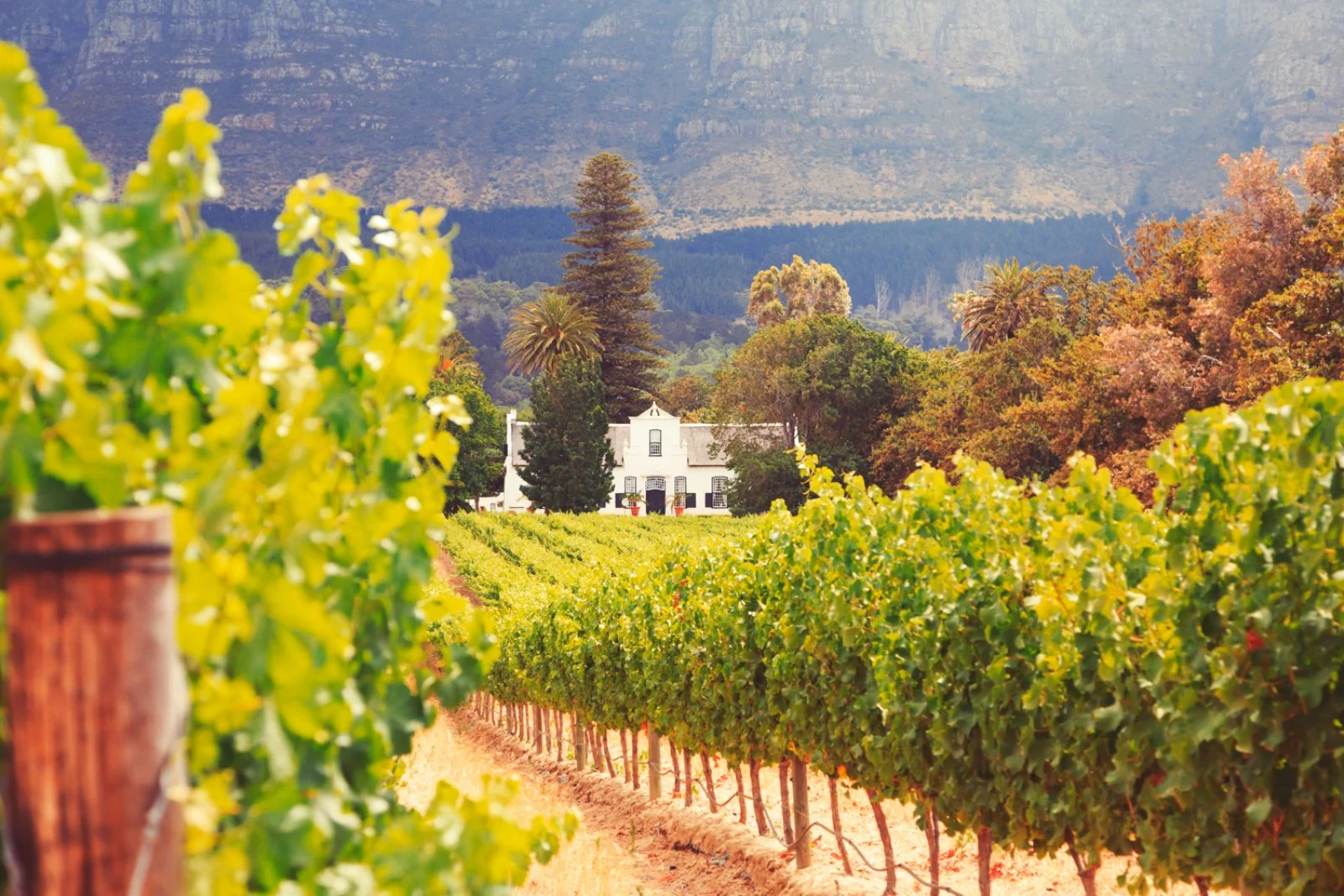 STELLENBOSCH