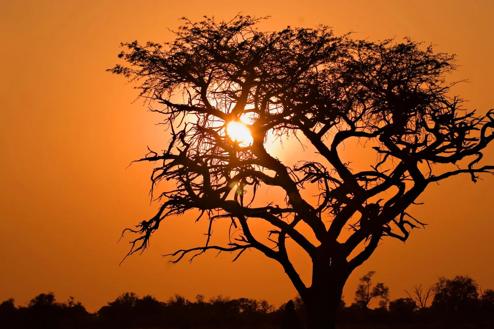 Voyager Botswana - Moremi Game Reserve