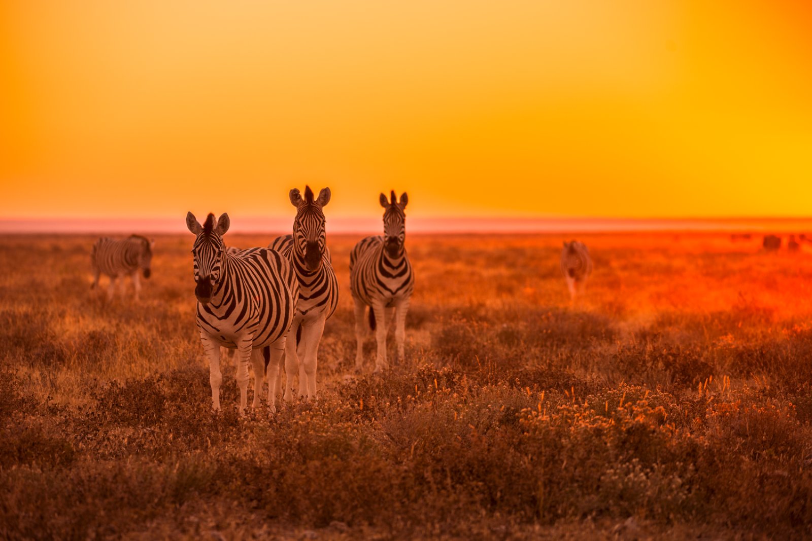 Voyager Namibia E Seychelles 